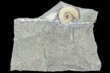 Ammonite (Promicroceras) Fossil - Lyme Regis #102885-1